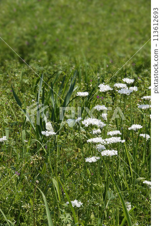 White chive flowers and white butterflies blooming in the spring April field 113612693