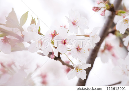Cherry blossoms blooming in a pink atmosphere 113612901