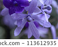 Tin leaf vine 113612935