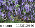 Tin leaf vine 113612940