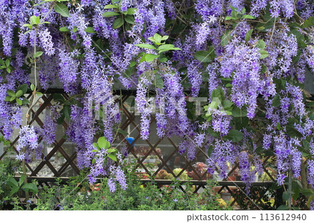 錫葉藤 錫葉藤 113612940