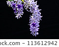 Tin leaf vine 113612942