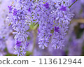 Tin leaf vine 113612944
