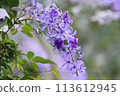 Tin leaf vine 113612945