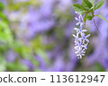 Tin leaf vine 113612947