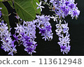Tin leaf vine 113612948