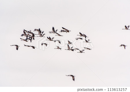 Flying cranes flock against blue sky 113613257