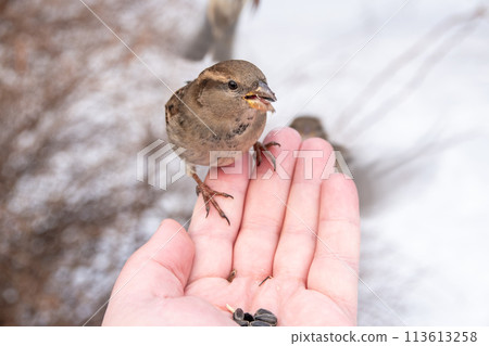 A sparrow sits on a man's hand and eats seeds. 113613258