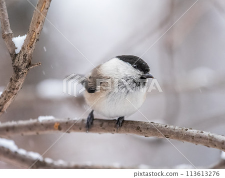 Cute bird the willow tit, song bird sitting on a branch without leaves in the winter. Cute bird the willow tit, song bird sitting on a branch without leaves in the winter. 113613276