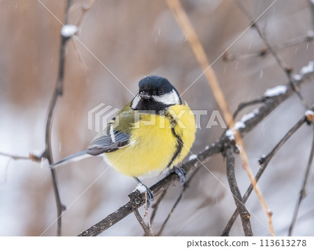 Cute bird Great tit, songbird sitting on the fir branch with snow in winter 113613278