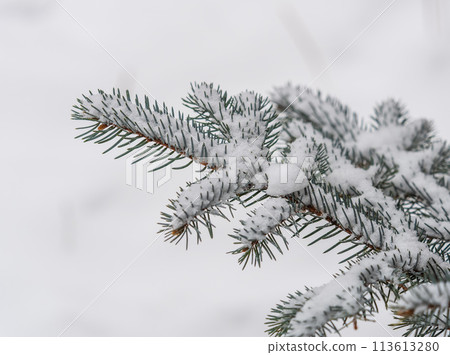 Green fir branches in winter covered with snow. Branches of fir tree as background. Frosty spruce branches. Outdoor with snowy winter nature. Forest landscape Green fir branches in winter covered with snow. Branches of fir tree as background. Frosty spruce branches. Outdoor with snowy winter nature. Forest landscape 113613280