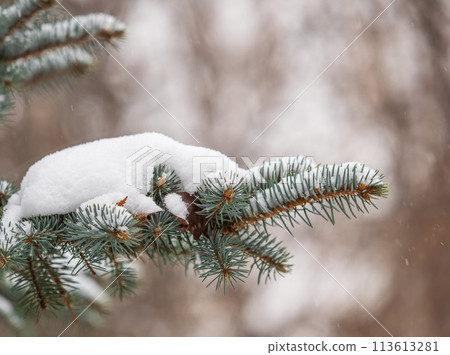 Green fir branches in winter covered with snow. Branches of fir tree as background. Frosty spruce branches. Outdoor with snowy winter nature. Forest landscape Green fir branches in winter covered with snow. Branches of fir tree as background. Frosty spruce branches. Outdoor with snowy winter nature. Forest landscape 113613281