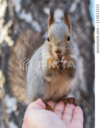 A squirrel in the autumn eats nuts from a human hand. Eurasian red squirrel, Sciurus vulgaris A squirrel in the autumn eats nuts from a human hand. Eurasian red squirrel, Sciurus vulgaris 113613323