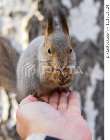 A squirrel in the autumn eats nuts from a human hand. Eurasian red squirrel, Sciurus vulgaris A squirrel in the autumn eats nuts from a human hand. Eurasian red squirrel, Sciurus vulgaris 113613324