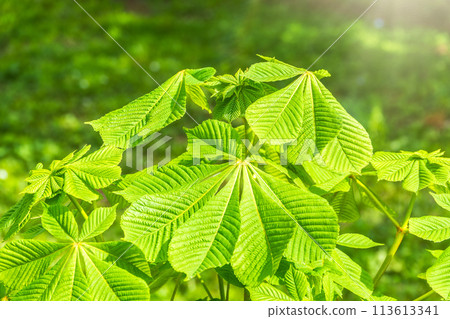 Green Chestnut Leaves in beautiful light. Spring season, spring colors. Green Chestnut Leaves in beautiful light. Spring season, spring colors. 113613341