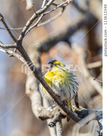 Eurasian siskin male, latin name spinus spinus, sitting on branch of tree. Cute little yellow songbird. 113613349