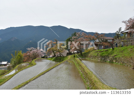 櫻花三面 櫻花三面 113613350