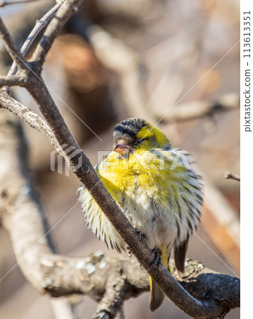 Eurasian siskin male, latin name spinus spinus, sitting on branch of tree. Cute little yellow songbird. 113613351
