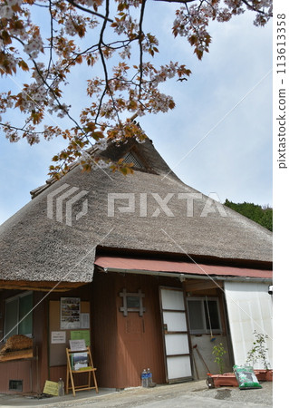 卡拉茅草屋頂和野櫻花 卡拉茅草屋頂和野櫻花 113613358