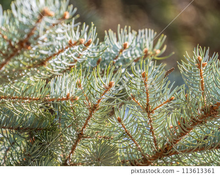 Closeup of fir branches with young buds. Spring nature concept. Fir branches with fresh shoots Closeup of fir branches with young buds. Spring nature concept. Fir branches with fresh shoots 113613361