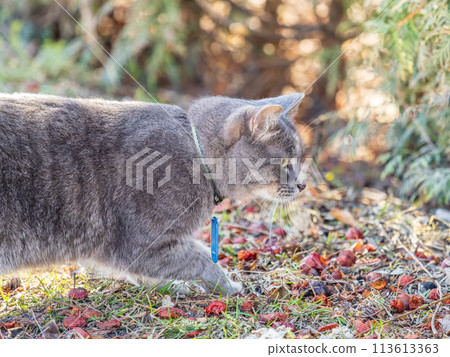 A stray cat stands on a green lawn in the beautiful light of the sunset. A stray cat stands on a green lawn in the beautiful light of the sunset. 113613363