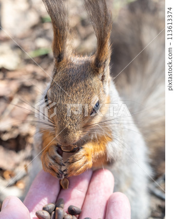 A squirrel in the spring or autumn eats nuts from a human hand. Eurasian red squirrel, Sciurus vulgaris 113613374