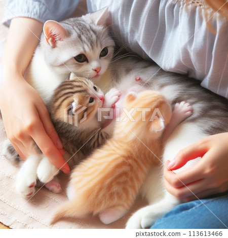 Owner watching over cat parenting Owner watching over cat parenting 113613466