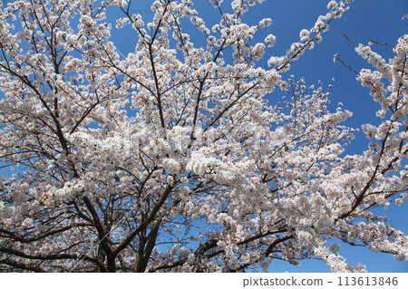 京都市右京區廣澤池的櫻花 113613846