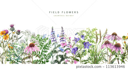 Wild flowers and herbs, watercolor seamless border Wild flowers and herbs, watercolor seamless border 113613946