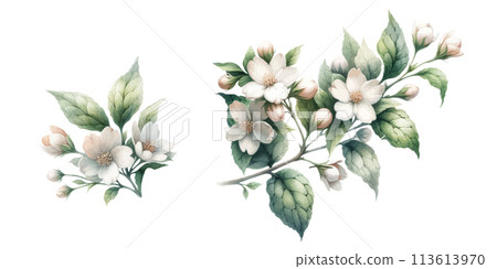 Jasmin branch in bloom, Vintage botanical 113613970