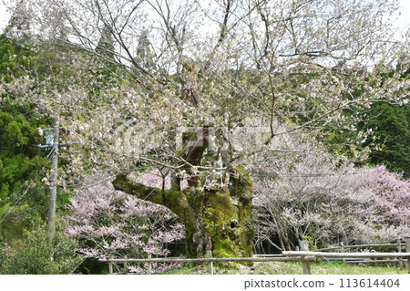 Matsusaka Edohigan cherry tree 113614404