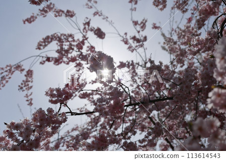 Cherry Blossoms   113614543