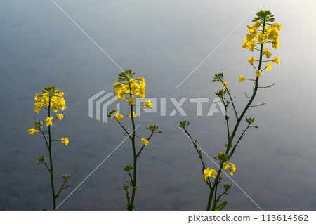 強姦開花 113614562