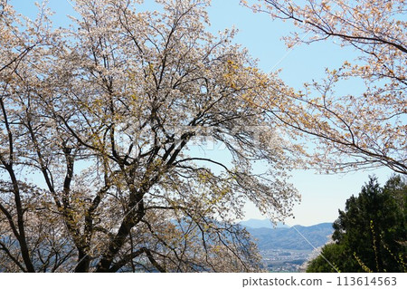 高峰平澤林道櫻花節的風景,藍天映襯下野櫻花盛開。 高峰平澤林道櫻花節的風景,藍天映襯下野櫻花盛開。 113614563