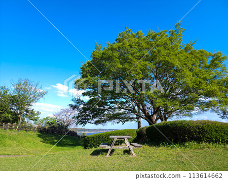 Large tree and bench Chiba Prefectural Inbanuma Park 113614662