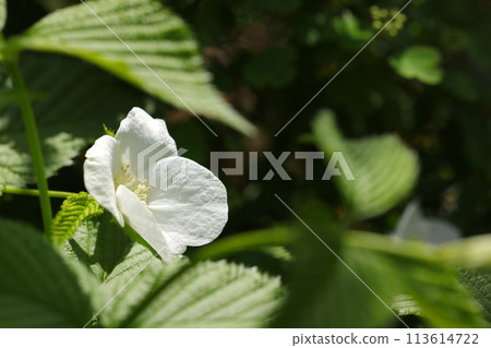 綠葉和城山吹花（自然光+微距特寫照片） 113614722