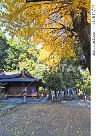 福岡縣倉手町八杉神社參拜殿與神聖的銀杏樹 113614774