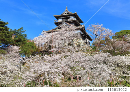 [Fukui Prefecture] Maruoka Castle on a clear day and cherry blossoms in full bloom (12 surviving castle towers) 113615022