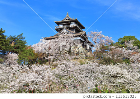 [Fukui Prefecture] Maruoka Castle on a clear day and cherry blossoms in full bloom (12 surviving castle towers) 113615023