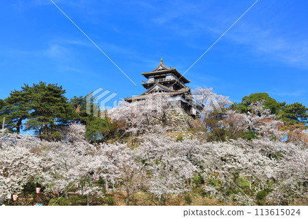 [Fukui Prefecture] Maruoka Castle on a clear day and cherry blossoms in full bloom (12 surviving castle towers) 113615024