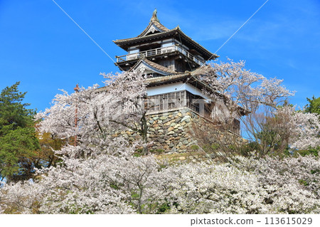 [福井縣] 晴天、櫻花盛開的丸岡城（現存12座天守閣） 113615029