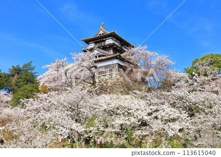 [福井縣] 晴天、櫻花盛開的丸岡城（現存12座天守閣） 113615040