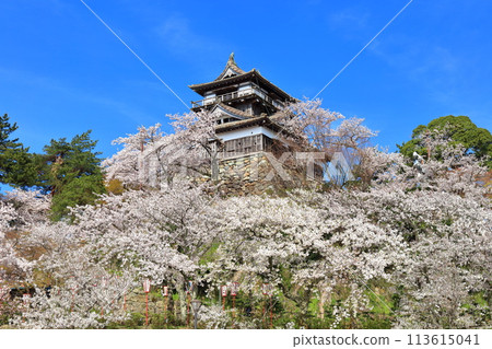 [福井縣] 晴天、櫻花盛開的丸岡城（現存12座天守閣） 113615041