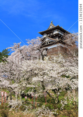 [福井縣] 晴天、櫻花盛開的丸岡城（現存12座天守閣） 113615044