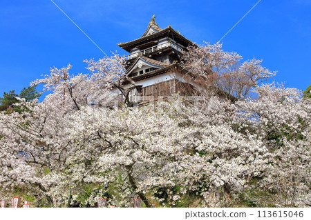 [福井縣] 晴天、櫻花盛開的丸岡城（現存12座天守閣） 113615046