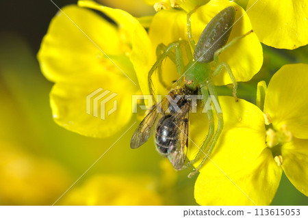 A spider preys on a hawkweed bee on a bright yellow rapeseed flower (natural light + macro close-up photo) 113615053
