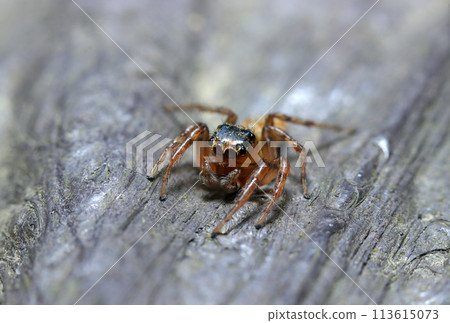 Profile of a Denitz jumping spider (natural light + strobe, macro close-up) Profile of a Denitz jumping spider (natural light + strobe, macro close-up) 113615073