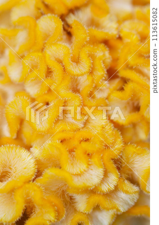 Spongy yellow celosia flower texture (natural light + strobe, macro close-up shot) Spongy yellow celosia flower texture (natural light + strobe, macro close-up shot) 113615082
