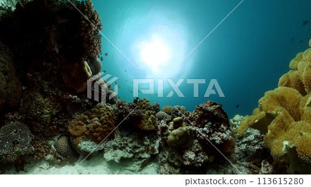 Underwater world life with colorful coral and tropical fish. 113615280