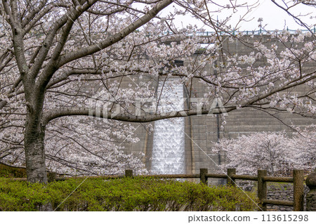 西山水壩下游公園的櫻花 02 西山水壩下游公園的櫻花 02 113615298